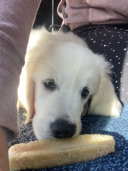 Puppy Survival Thread: Surviving into Summer 2022