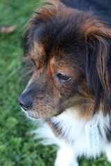 Does anyone want to guess what my latest foster dog is?