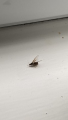What is this bug/fly in my house?