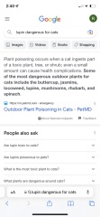 Are lupins poisonous