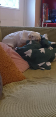 Do you allow dogs on your furniture 