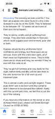 for not getting rid of dogs when niece is allergic?