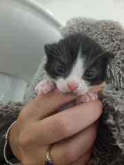 Is this cat pregnant?