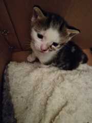 Two new kittens - names needed! 