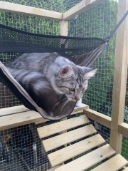 Let house cat out?