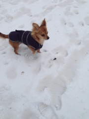 What's the deal with dog rain coats etc