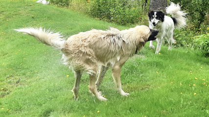 UPDATE: Help! Have been dithering a week over naming this dog!