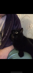 Question for cat owners !!!