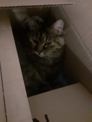 Keeping outdoor cat warm in garage?