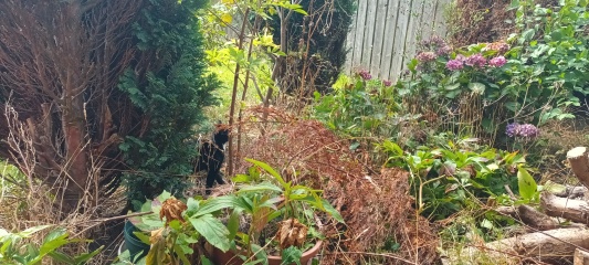 Introduced the kittens to the big world today!