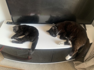 My kitten is very cute but…