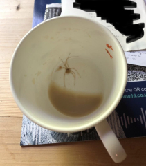 To show you this delightful cup of tea! *[content warning - spider pic alert!]