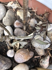 My poor Clematis, can I save it?