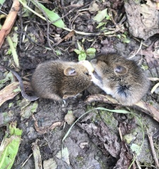 Anyone know what these are? Found 6 of them in my back garden. Seam friendly and like cheese! 