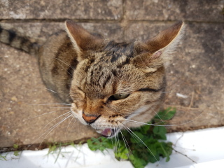 Thug cat part 4.  After all, it's not my Axminster.