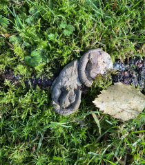 Can anyone identify the creature leaving this poo on my lawn?