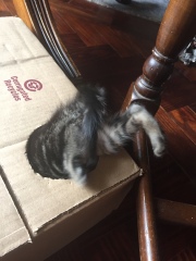 We appear to have acquired a stray kitten...advice needed!