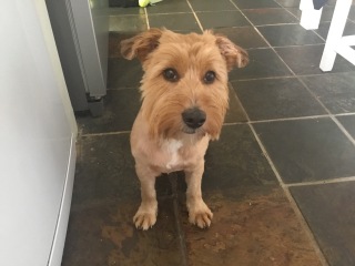 How to help our new rescue with his issues.
