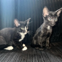 Helping resident cat settle with new kittens