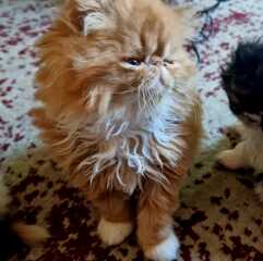 Help me name my persian kitten please