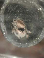 I have pet Spiders. AMA. 