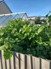 Aibu to be pissed off that vegetables and nuts aren't vegan?