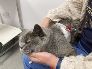My poor baby girl - Pyothorax