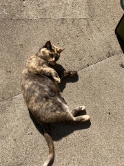 I appear to have cats