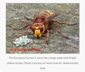 Fucking massive wasp. What do I do?