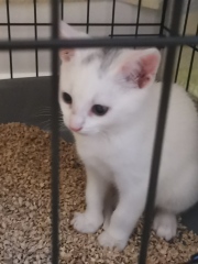 Our feral kitten is spicey, can we tame him!
