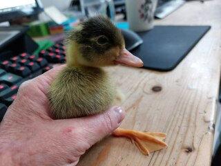 Ukraine Invasion: Part 31