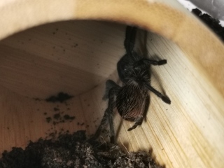 I have arachnophobia and (TW photos!) 