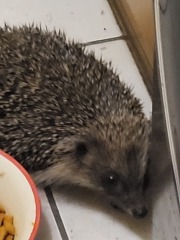 To tell you a bit about Hedgehogs?