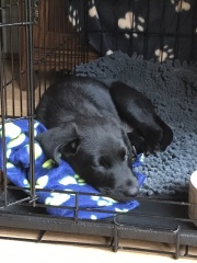 Puppy will only fall asleep on your lap at night