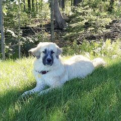 Help! Have been dithering a week over naming this dog!