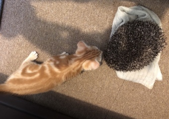 To tell you a bit about Hedgehogs?