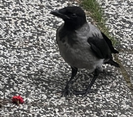 I know it's not reasonable to kill a robin but wtf do I do?
