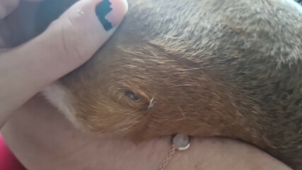 Tick on my dog or?