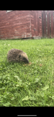 To tell you a bit about Hedgehogs?