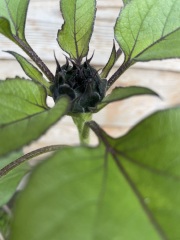 Could this be a sunflower?