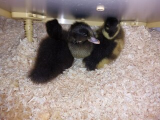 Ukraine Invasion: Part 31