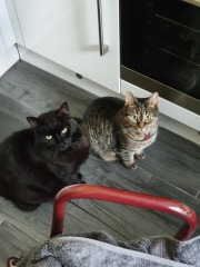 Kitchen tiles - shiny and glossy or matt?