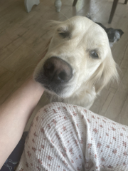 Golden retriever owners - can I ask a simple question? 