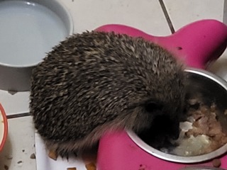 To tell you a bit about Hedgehogs?