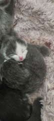 Is this cat pregnant?