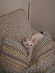 Our feral kitten is spicey, can we tame him!