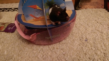 Hamster appreciation thread!