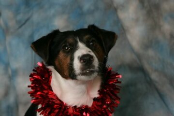 What's the deal with dog rain coats etc