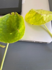 Another 'why is this house plant doing this' question!