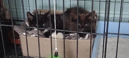 Ollie, Prince, Leroy, Walter and Co...